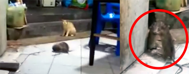 cat-watching-rats-fighting